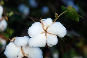 Cotton Fields Snow