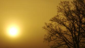 Tree The Sun Branches