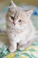 Cat Cute cute kitten on a blurred background