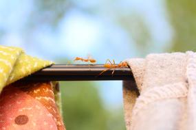 Ant Natural Cloth