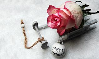 Toboggan Rose merry xmas decoration