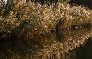 Reeds Marsh Water Plants