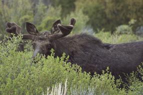 Moose Green bush