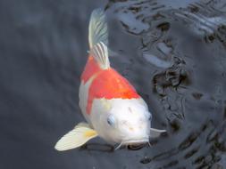 koi fish in the lake