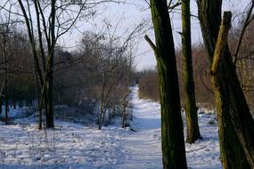 Snow Trees Forest