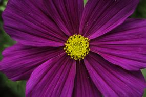 Red Plant Flower