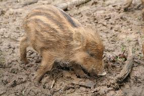 Launchy Boar Wild