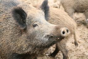 Sow Boar Pigs