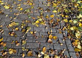 Fall Leaves Yellow Color