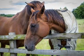 incredibly charming Horse Portrait Equine