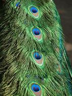 Peacock Pen Bird feathers