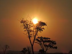 a plant that is lit by the sun