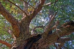 Oak Cork Quercus Suber