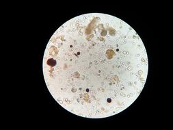 Soil Microbes Microscope