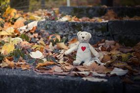 Bear Toy and dry leaves