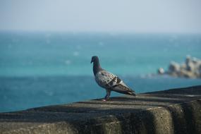 Cute, colorful and beautiful dove bird on the levee, near the sea