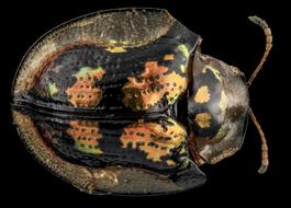 Tortoise Beetle Insect Macro photo