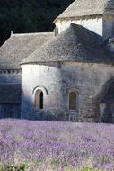 lavender field on the background of a monastery in France