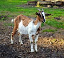 Goat Billy Goatee