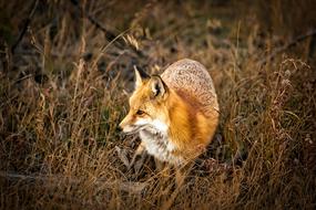 red Colorado Fox Animal