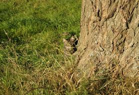 cat behind a big tree on a sunny day