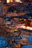Abstract Burnt Blue