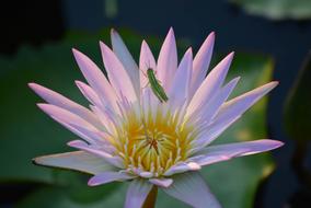 wonderful Bright flower