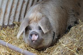 Cute, colorful and beautiful pig on the hay, on the farm