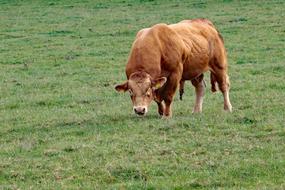 big brown bull on green pasture