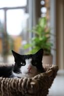 Cat Basket Rest