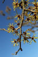Branch Bud Close Up Spring