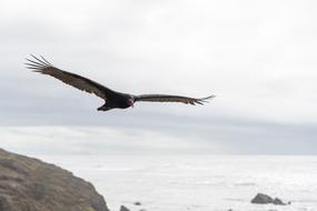 Turkey Vulture Buzzard Bird