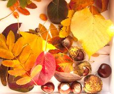 Bright Autumn Chestnuts Leaves