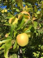 Honey Gold Apple Tree