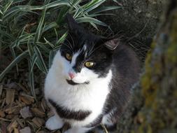 photo of black and white domestic Cat