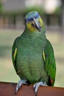 photo of exotic green parrot in the zoo