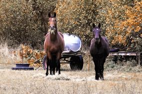 horses in the field on an autumn background