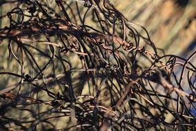 branches grapes basket