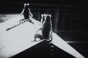 Ring-Tailed Lemur Duke