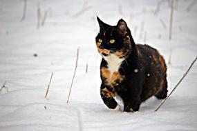 Cat Snow Winter