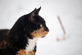 tricolor cat on a background of white snow