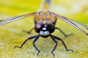 Four-Spotted Dragonfly macro