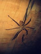 big spider on an old wood board