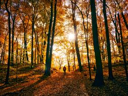 silhouette of a man walking in the autumn forest