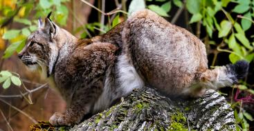 Lynx on tree stump close up