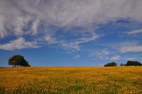 Buttercup Meadow Field