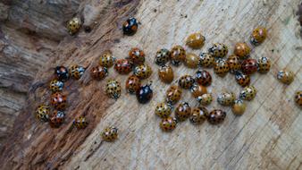 Beetle Ladybugs