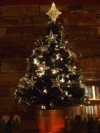 Christmas Tree Sapling