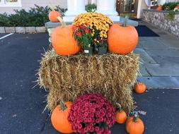 Halloween Pumpkins