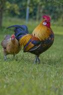 Hahn Gockel Poultry